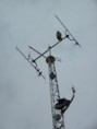 /album/antenne-opbouw/bild0612-jpg/